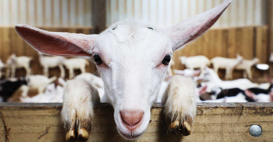 Spotlight: Premibio Premichevre Goat Milk Formula